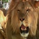 New York Goes to Work: Exotic Animal Trainer (S1E5)