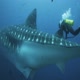 Galapagos Realm of Giant Sharks