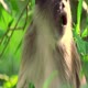 Wildest Africa: Congo: the Untamed Heart (S1E10)