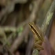 Wildest India: Western Ghats: Monsoon Mountains (S1E4)