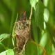 Wildest Islands: Caribbean: The Wild Side of Paradise (S1E2)