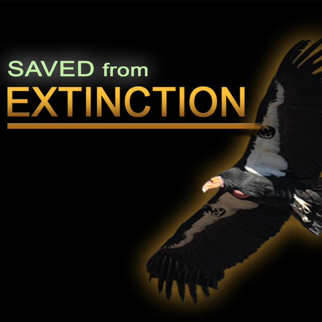 Saved From Extinction: Oryx Evacuees (S1E4)